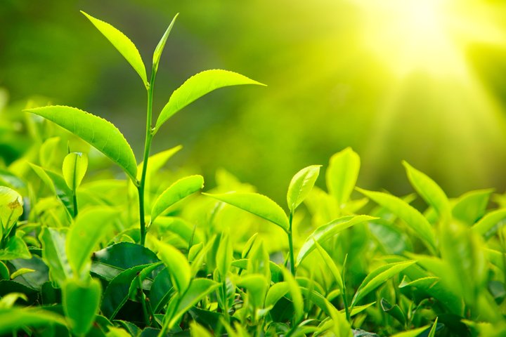 7007262-green-tea-leaves
