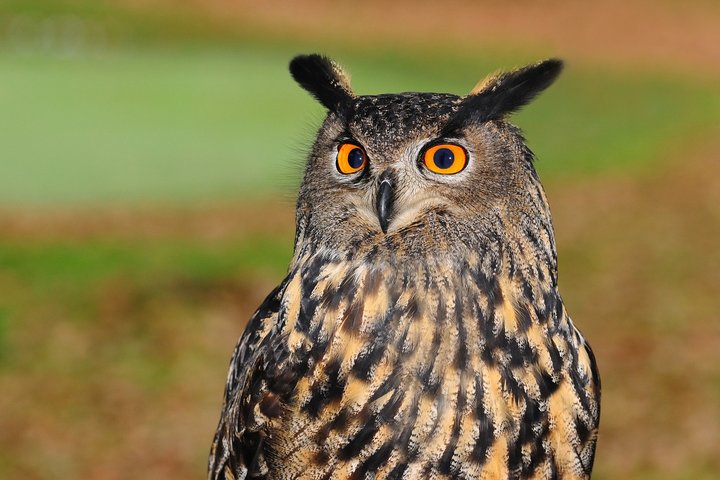 european-eagle-owl-2010346_1280
