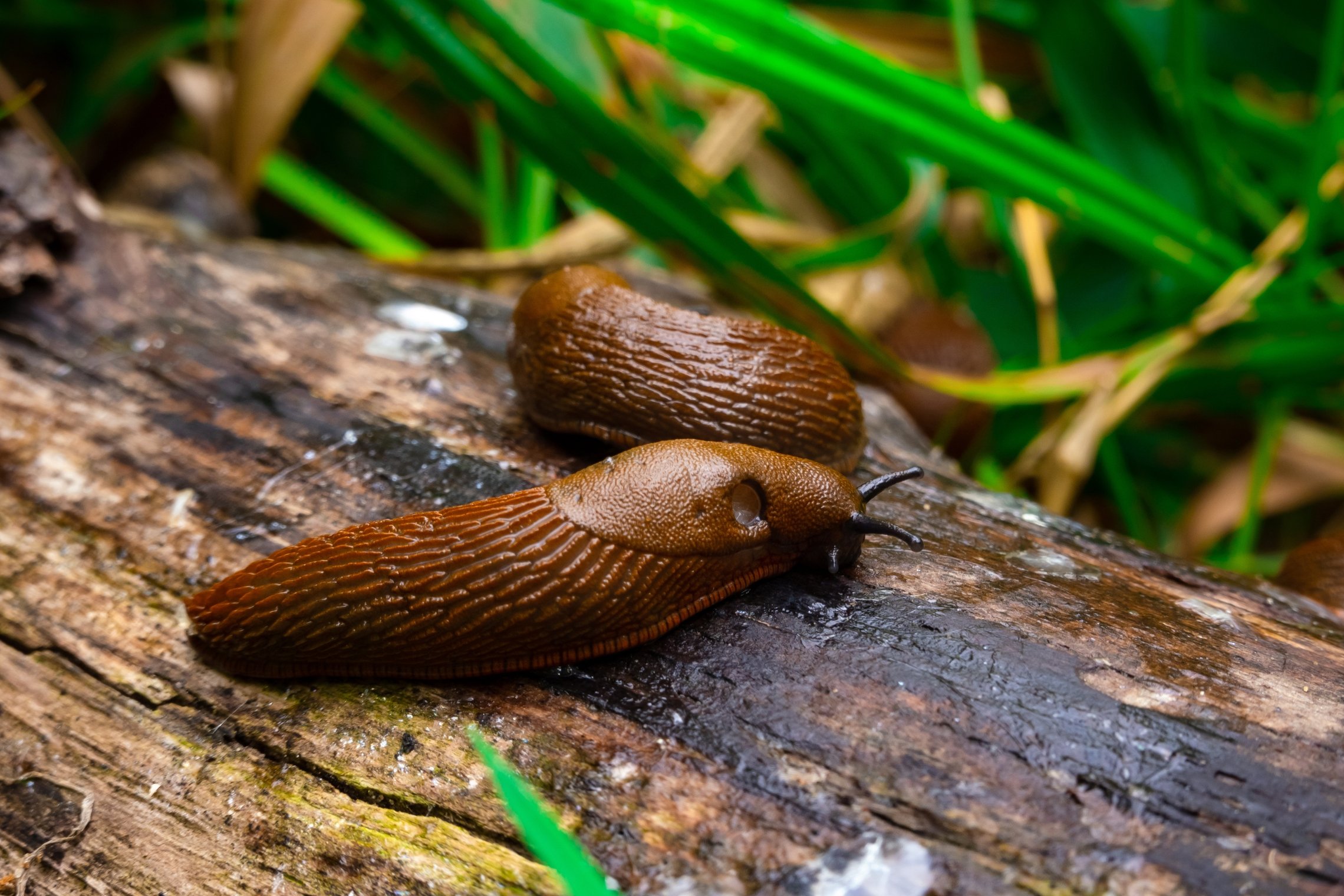Iliustracija
