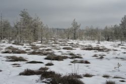 cepkeliai-ziema-63950914